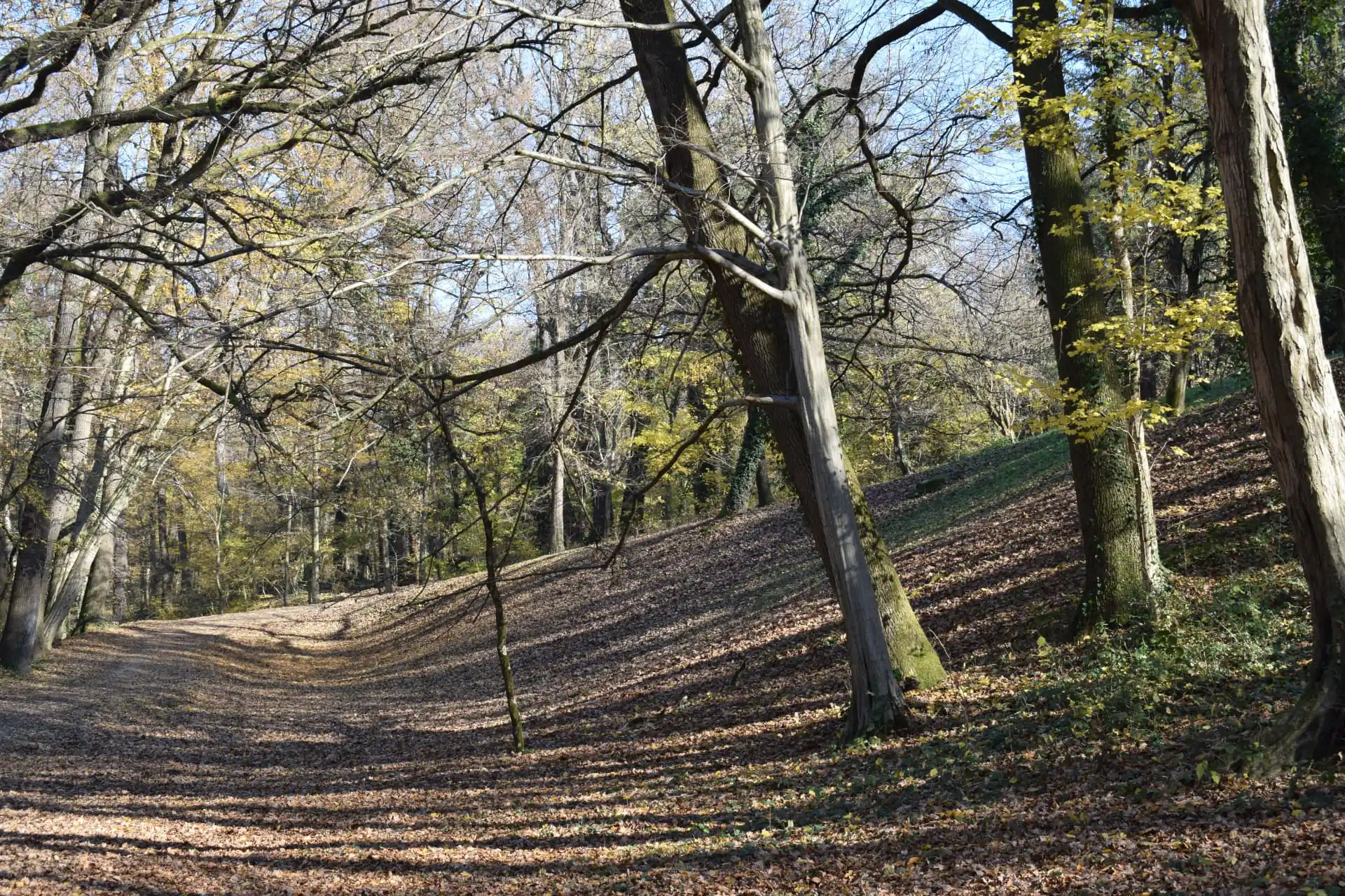 Bosco autunnale del Pratomagno in Toscana