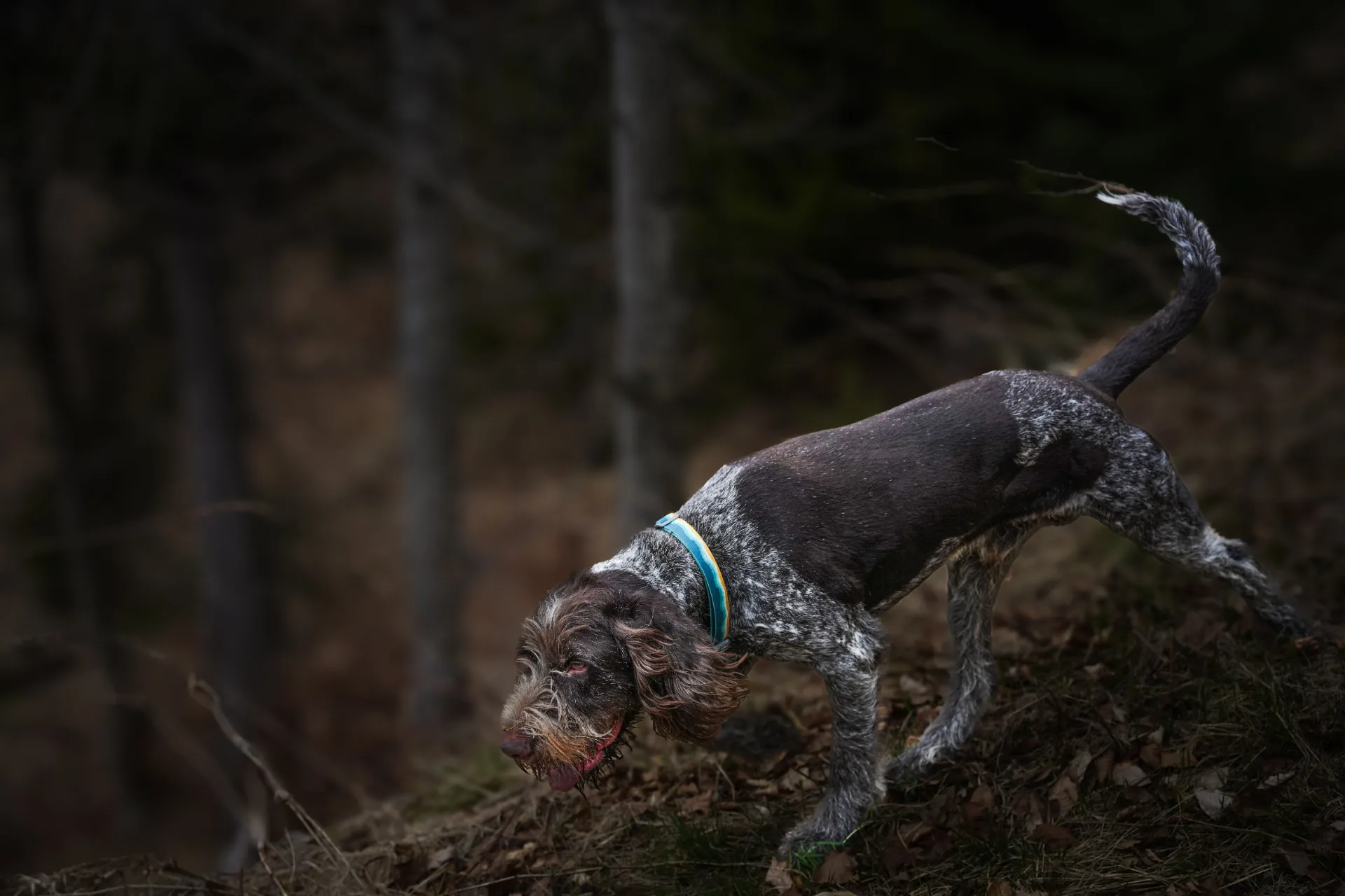 Cane da tartufo durante la ricerca nel bosco